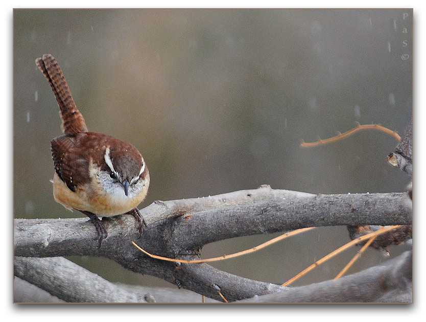 Carolina Wren _DSC13190.JPG - click to enlarge image